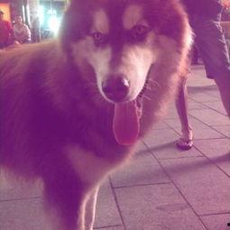 国产可爱小狗电影在线播放